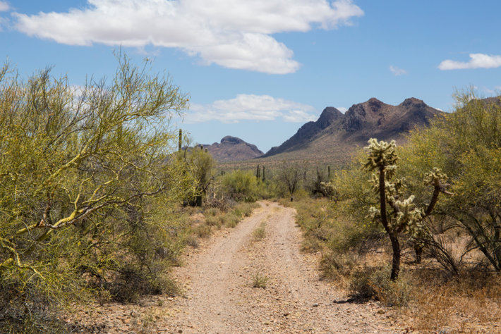 Ironwood Forest National Monument. Sonoran Desert near Tucson, Arizona (Photo by Richard Trible, Shutterstock.com)